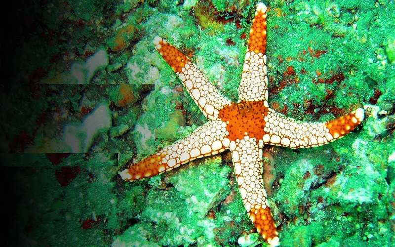 JAN23 How Long can a Starfish Live 1