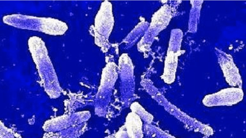 JAN23 Where do Eubacteria live