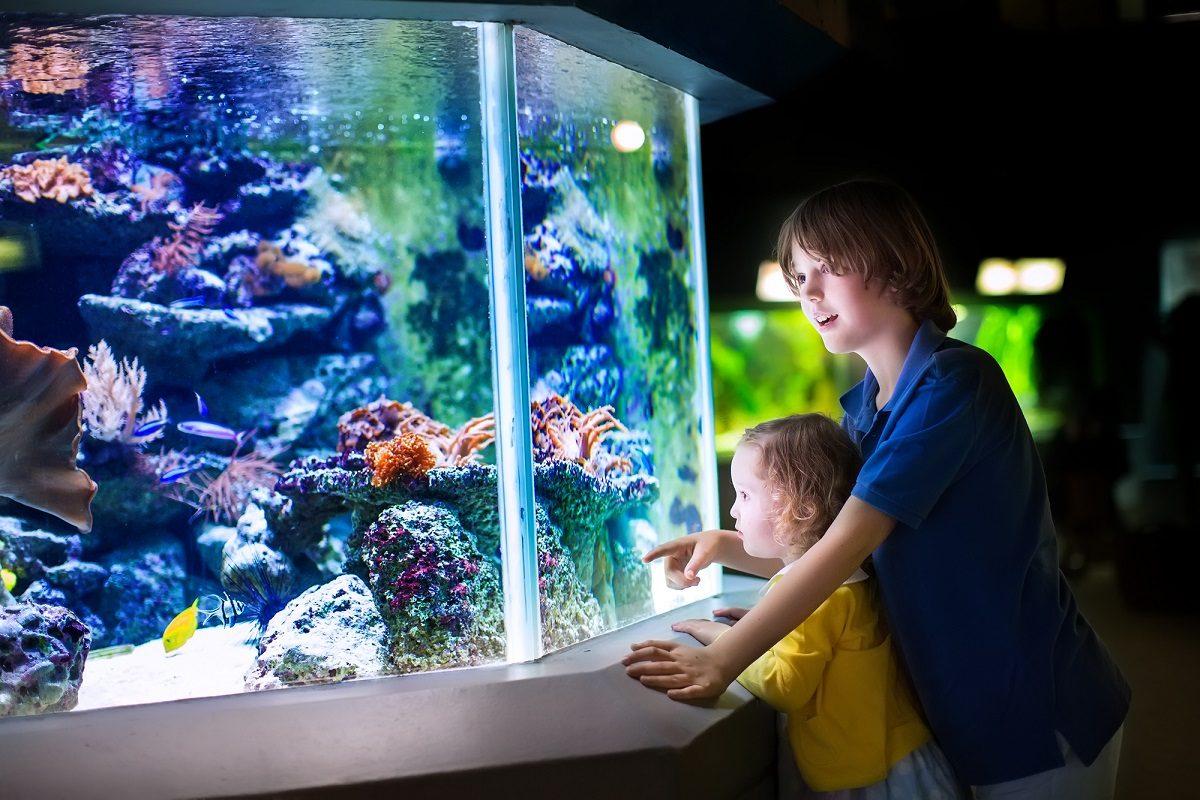 JAN23 What are Marine Aquatics