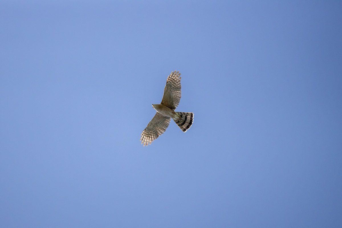 JAN23 What does it Mean When a Hawk Crosses Your Path 1