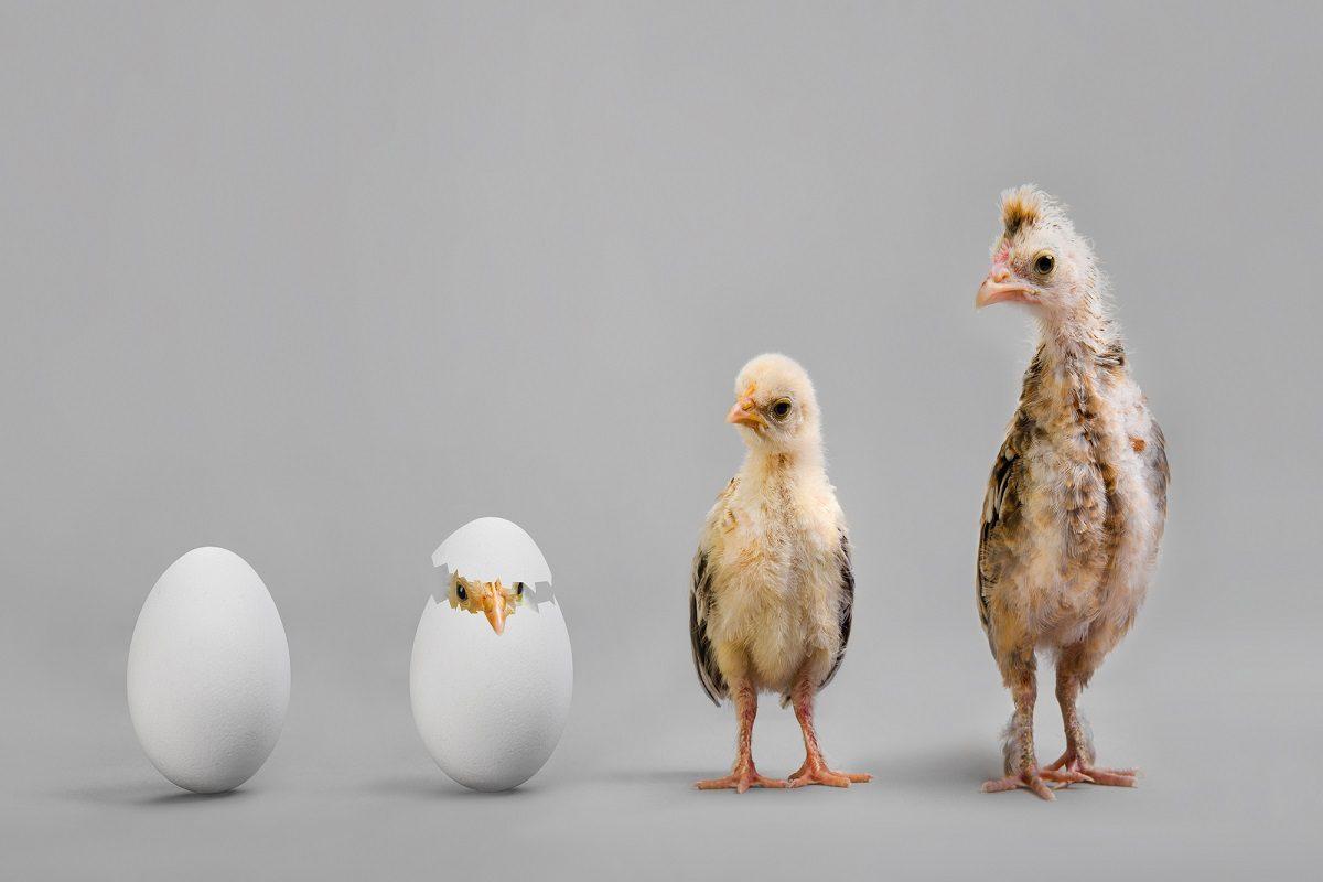 JAN23 What is the Difference Between Natural and Artificial Selection 1